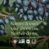Fermented Vitamin C, 60 Vegan Tablets image 6